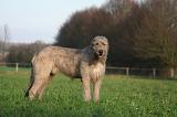 IRISH WOLFHOUND 229